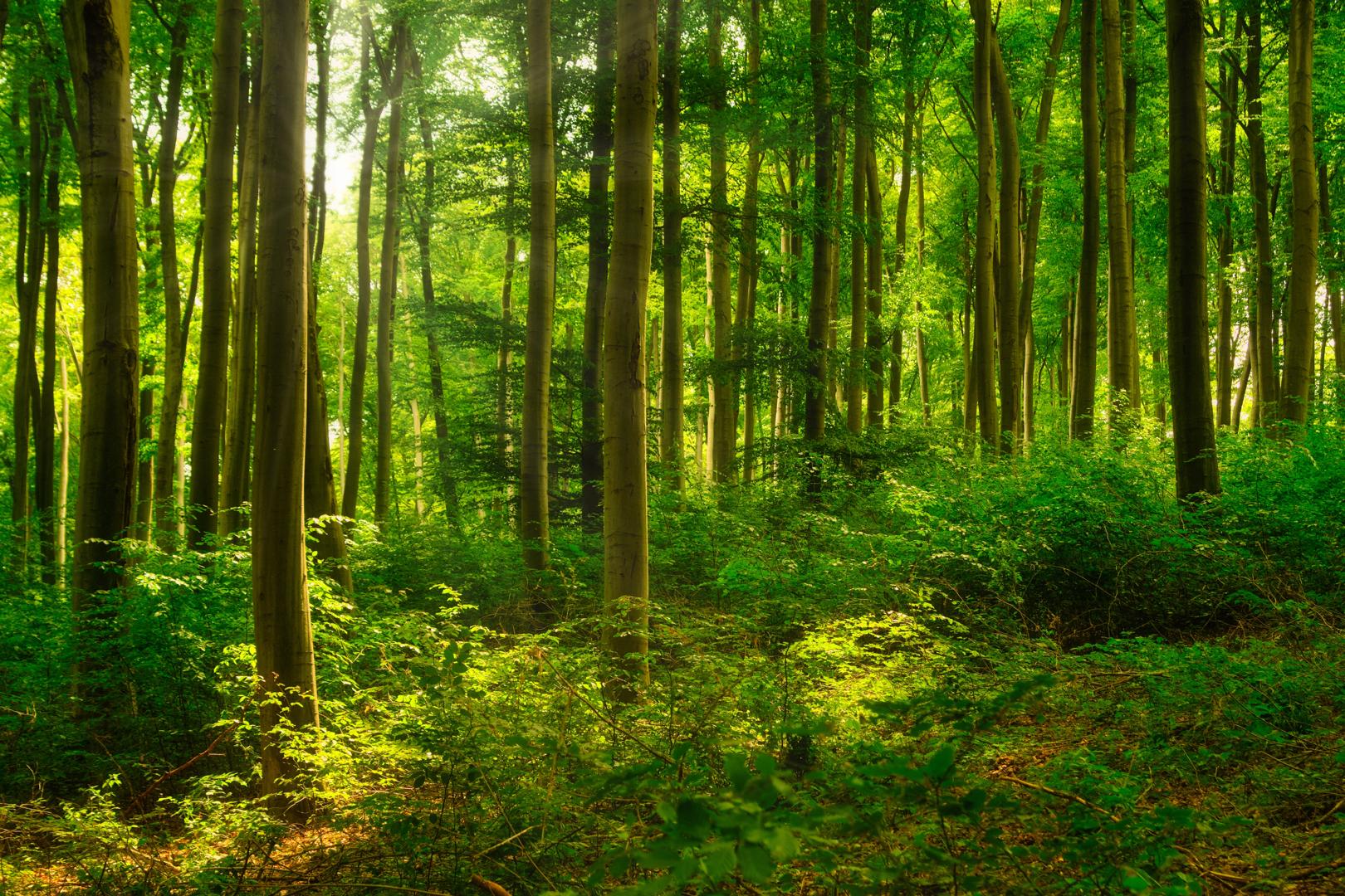 Bosque frondoso