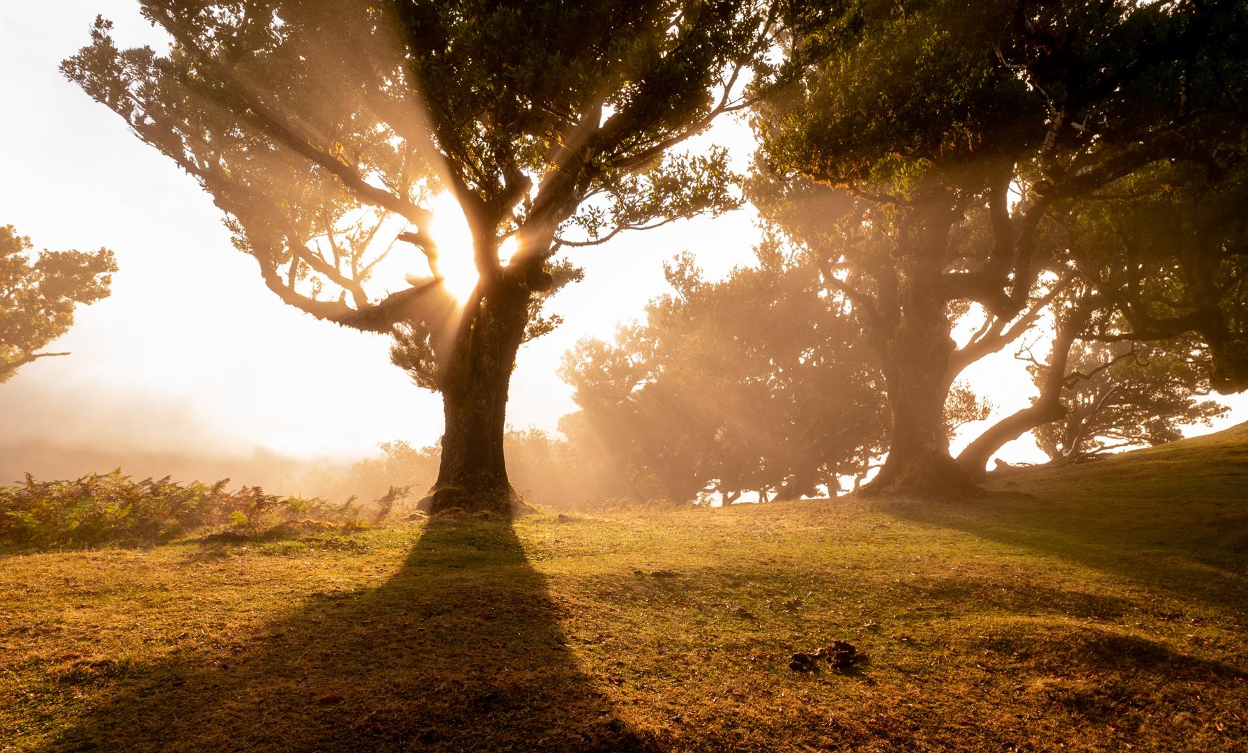 Propietario de Bosque Privado